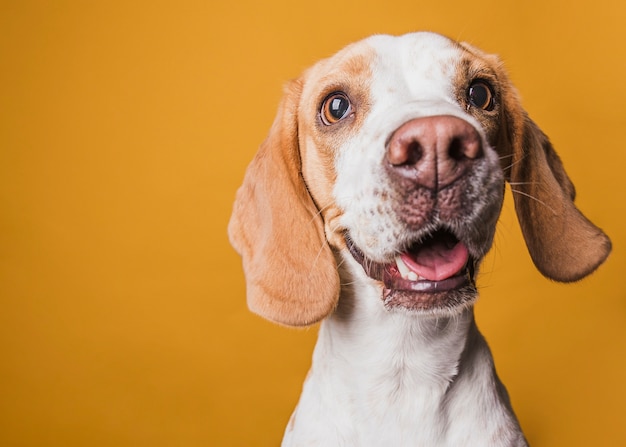 Entzückender Hund, der Fotografen betrachtet