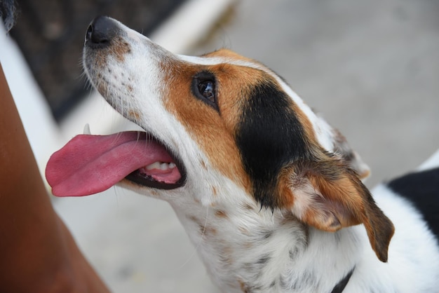 Entzückender Hund, der heraus seine Zunge haftet