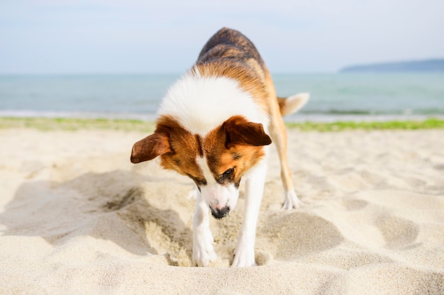 Foto entzückender hund, der im sand gräbt