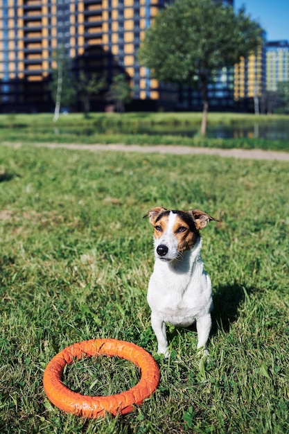 Entzückender Hund mit Spielzeug auf Gras