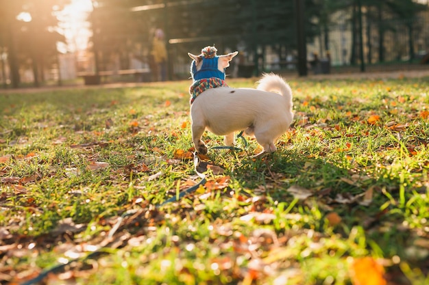 Entzückender Jack-Russell-Terrier im Freien Herbst- oder Winterporträt eines kleinen Hundes