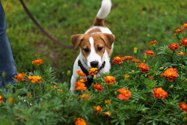 Entzückender Jack-Russell-Terrier-Welpe an der Leine, der die Blumen in der Natur im grünen Park riecht