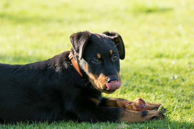 Entzückender junger Schäferhund, der im grünen Gras liegt und einen Apfel isst