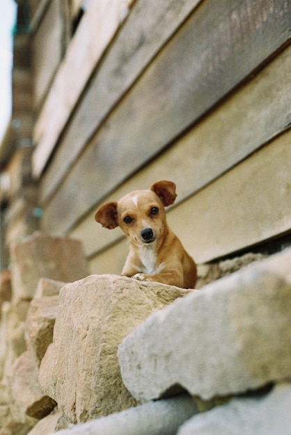 Entzückender kleiner brauner streunender Hund, der auf den Felsen sitzt