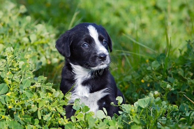 Entzückender kleiner Hund auf dem grünen Gras