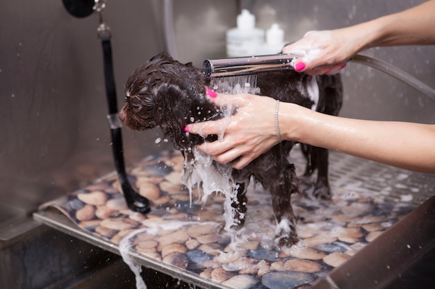 Entzückender kleiner Hund, der im Pflegesalon gewaschen wird