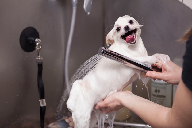 Entzückender kleiner Hund, der im Pflegesalon gewaschen wird