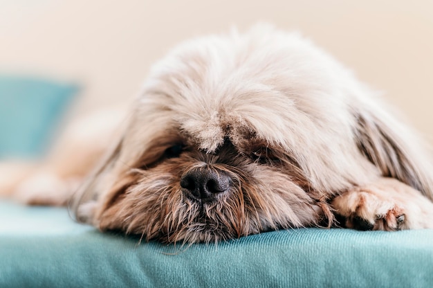 Entzückender kleiner Hund, der sich entspannt