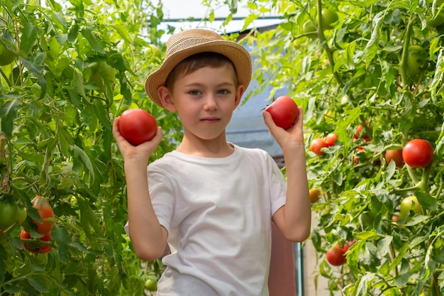 Entzückender kleiner Kinderjunge im Strohhut halten Tomaten im Gewächshaus. Kindergartenarbeit und Ernte. Konzept von gesundem Bio-Gemüse für Kinder. Vegetarismus für Kinder