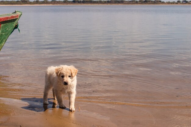 Entzückender kleiner Welpe, der die Kamera betrachtet, die am Wasser am Ufer des Strandes entlang geht.