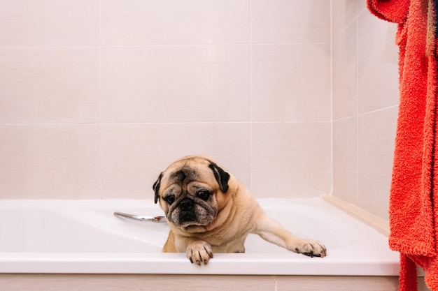 Entzückender Mops in der Badewanne zu Hause, der sich auf ein beruhigendes Bad mit heißem Wasser vorbereitet. Konzept der Haustierpflege, Fellpflege und Hundehygiene.