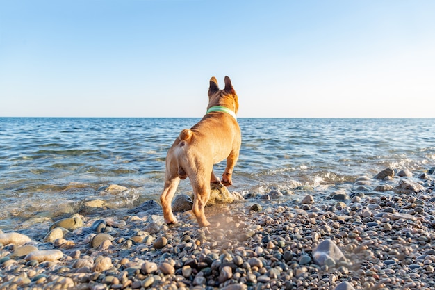 Entzückender Mops sei glücklich am Strand