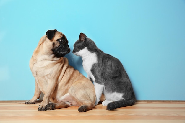 Entzückender Mops und süße Katze, die zusammen auf dem Boden sitzen