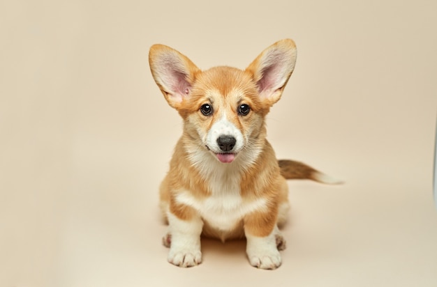 Entzückender niedlicher Welpe Welsh Corgi Pembroke zeigt Zunge