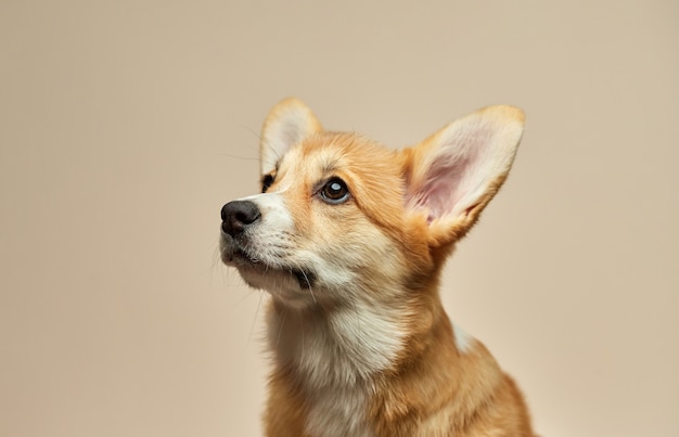 Entzückender niedlicher Welpe Welsh Corgi Pembroke