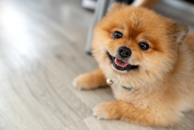 Entzückender pomeranian Hund, der Kamera betrachtend lächelt