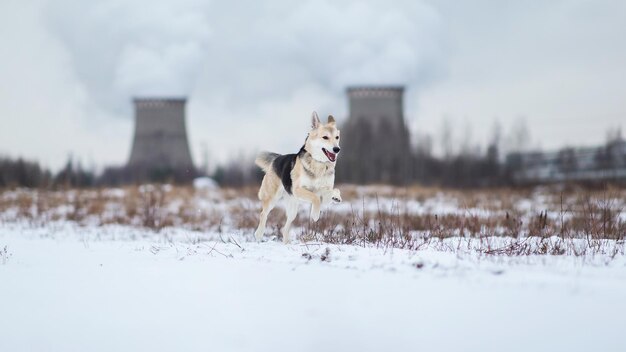 Entzückender Schäferhund draußen auf der Winterwiese