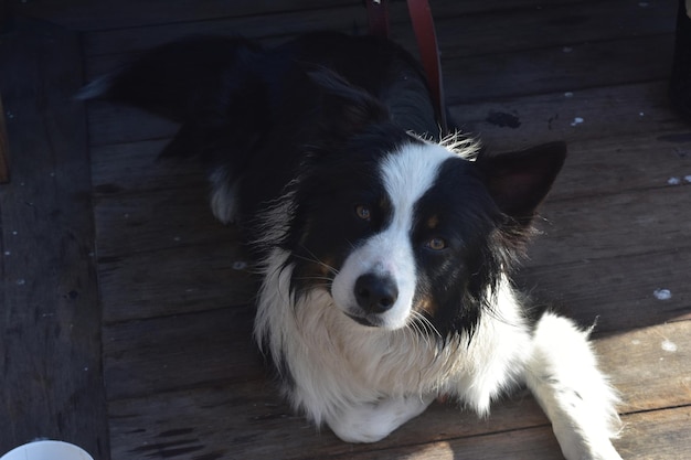 Entzückender schwarz-weißer Border Collie Hund, der sich hinlegt