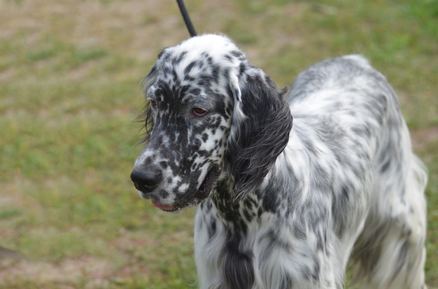 Entzückender schwarz-weißer englischer Setter-Hund.