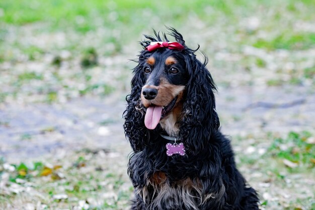 Entzückender schwarzer Cocker Spaniel draußen, der einen Kragen mit einem rosa Knochen trägt