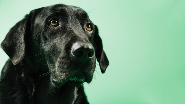 Foto entzückender schwarzer hund