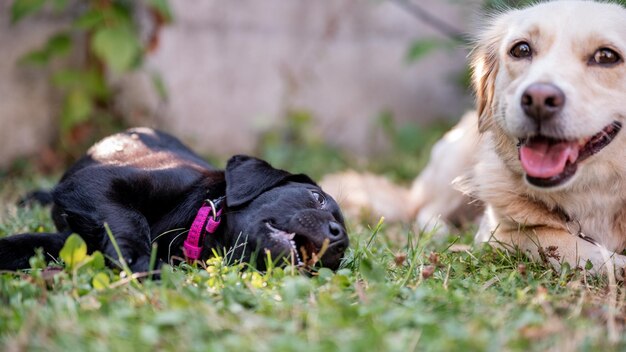Entzückender schwarzer Labrador-Retriever-Welpe, der spielerisch ihren Hundefreund anschaut