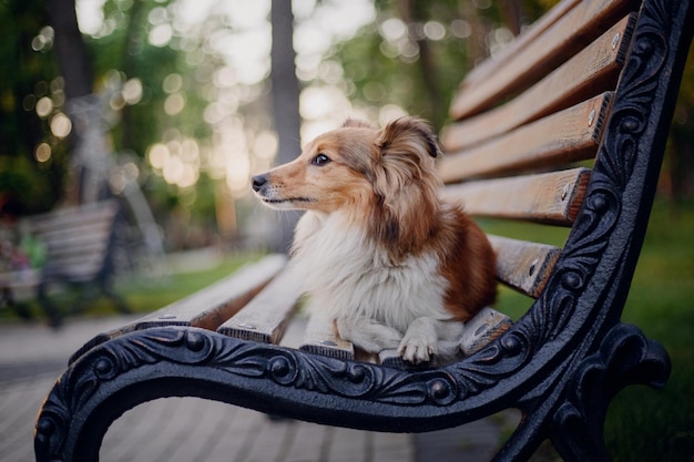 Entzückender shetland-schäferhund-sheltie-hund auf der bank im park