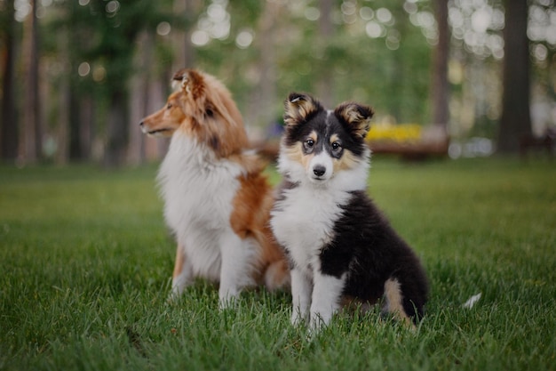 Entzückender Shetland-Schäferhund Sheltie-Hund