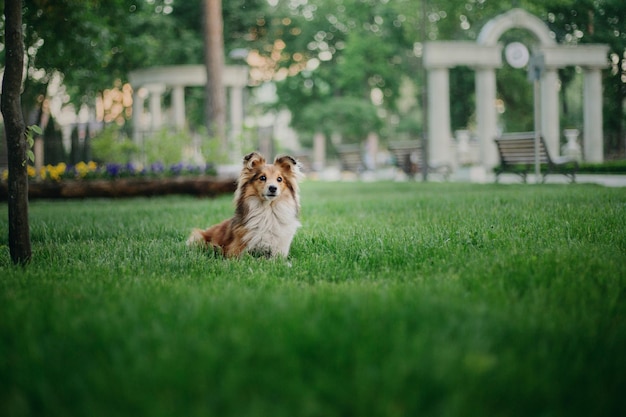 Entzückender Shetland-Schäferhund Sheltie-Hund