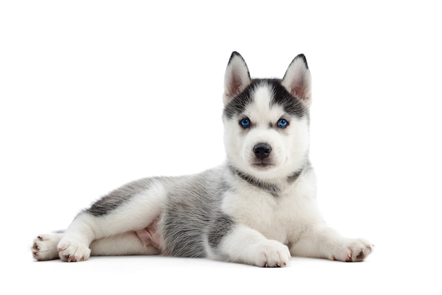 Entzückender Siberian Husky Welpe, der auf dem Boden liegt