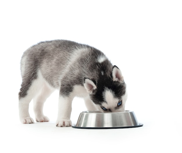 Entzückender Siberian Husky Welpe, der auf dem Boden liegt