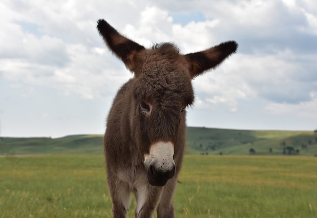 Entzückender süßer Babyesel, der auf einer großen Graswiese steht.