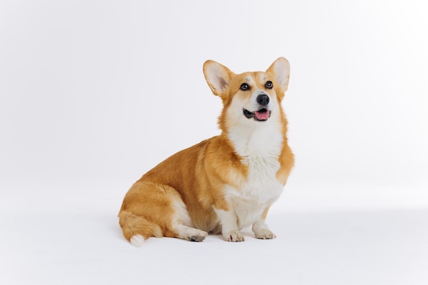 Entzückender süßer walisischer Corgi Pembroke, der auf weißem Hintergrund sitzt und auf die Seite schaut Die beliebteste Hunderasse