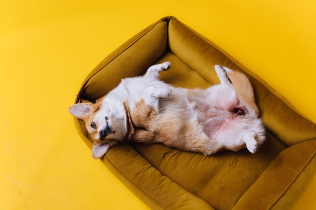 Entzückender süßer walisischer Corgi Pembroke, der im Hundebett auf gelbem Studiohintergrund schläft und sich entspannt Die beliebteste Hunderasse Werbekonzept