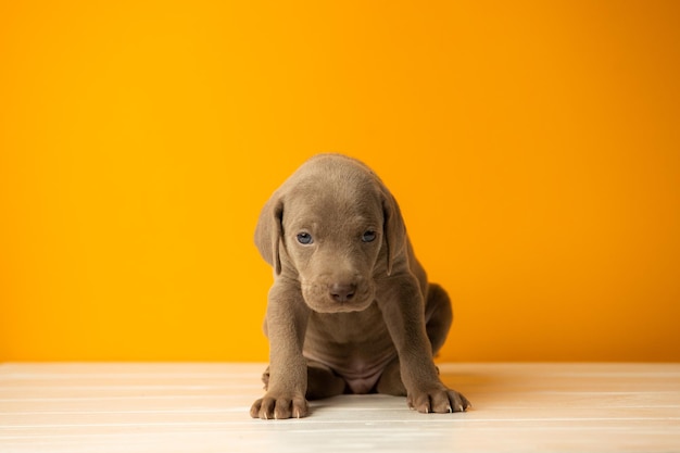 Entzückender süßer Weimaraner-Welpe auf orangefarbenem Hintergrund