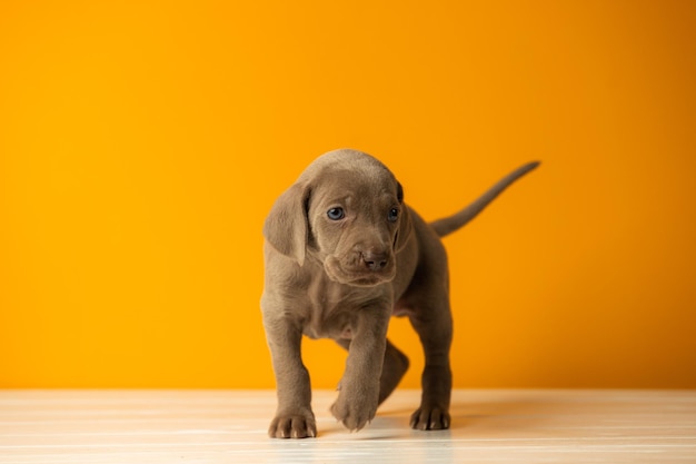 Entzückender süßer Weimaraner-Welpe auf orangefarbenem Hintergrund