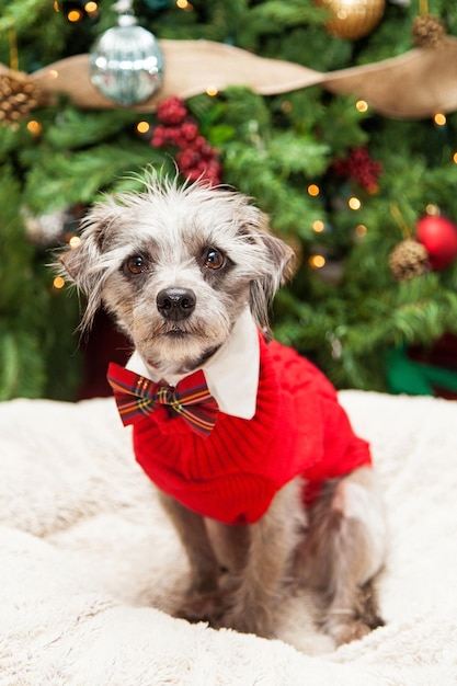 Entzückender Terrier-Hund in der Weihnachtsstrickjacke