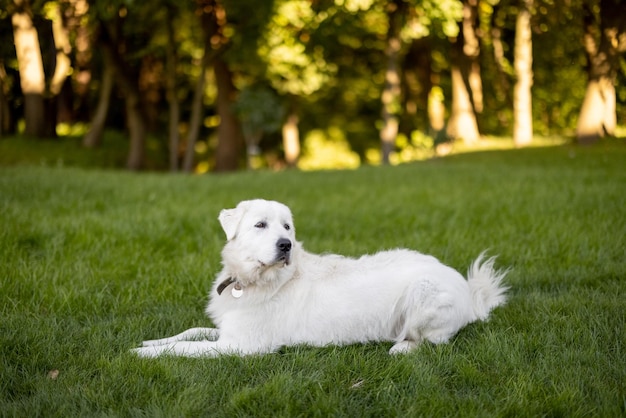 Entzückender weißer Hund auf einem Gras