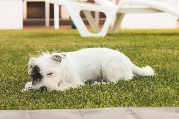 Entzückender weißer Hund, der im Garten auf Gras liegt und an Sommertagen friedlich schläft
