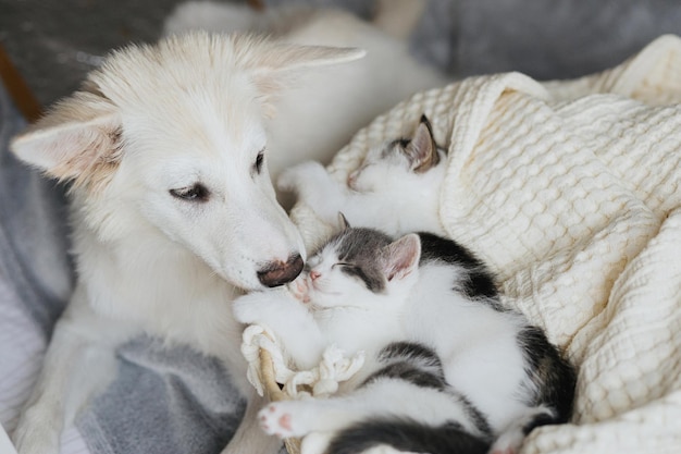 Foto entzückender weißer hund, der süße kleine kätzchen im korb leckt und küsst adoptions- und pflegekonzept