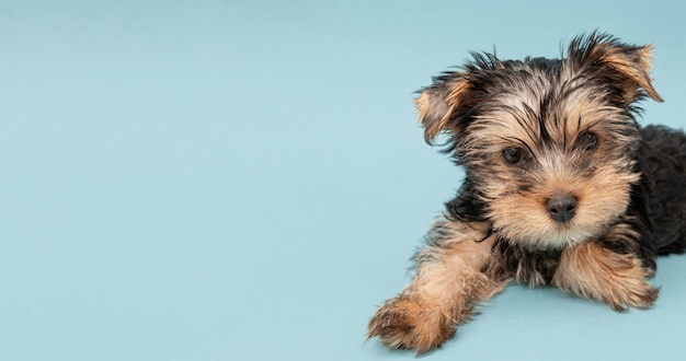 Entzückender Yorkshire Terrier Welpe mit Kopienraum