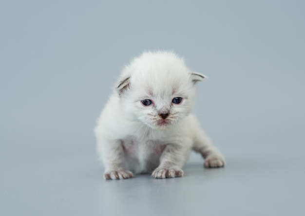 Entzückendes flauschiges Ragdoll-Kätzchen mit blauen Augen, die auf dem Hintergrund mit Exemplar isoliert stehen und die Kamera betrachten. Studioporträt einer kleinen süßen Rassekätzchen