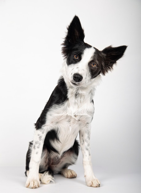 Entzückendes gesundes und glückliches Schwarzweiss-Border-Collie-Welpenporträt auf dem weißen Hintergrund.