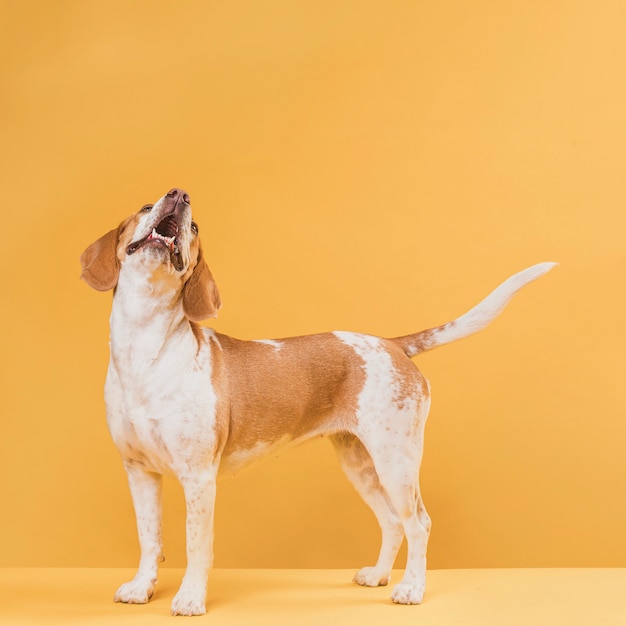 Foto entzückendes hundebellen der seitenansicht