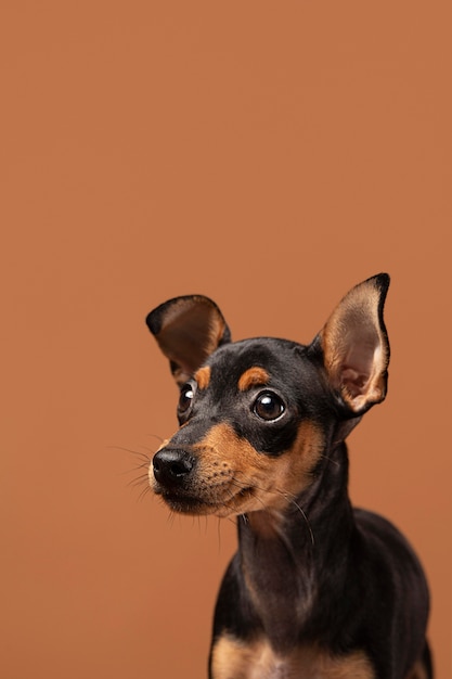 Entzückendes Hundeportrait in einem Studio