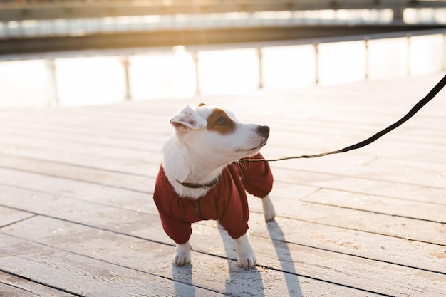 Entzückendes Jack-Russell-Terrier-Außenporträt eines kleinen Hundes