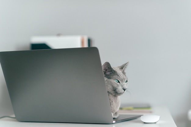 Entzückendes Kätzchen, das am Laptop liegt