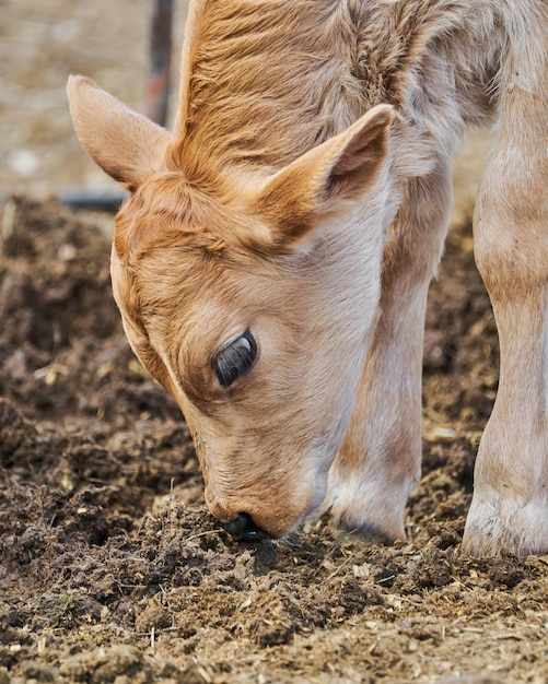 Entzückendes Kalb auf der Wiese, das Konzept des ländlichen Bauernhoflebens stillsteht