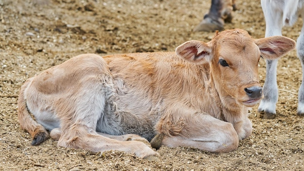 Entzückendes Kalb auf der Wiese, das Konzept des ländlichen Bauernhoflebens stillsteht