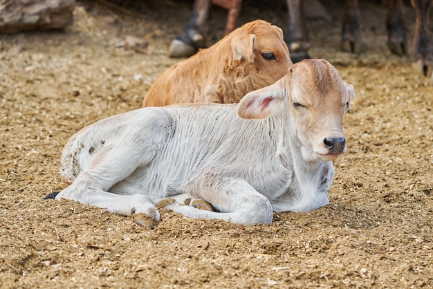 Entzückendes Kalb auf der Wiese, das Konzept des ländlichen Bauernhoflebens stillsteht